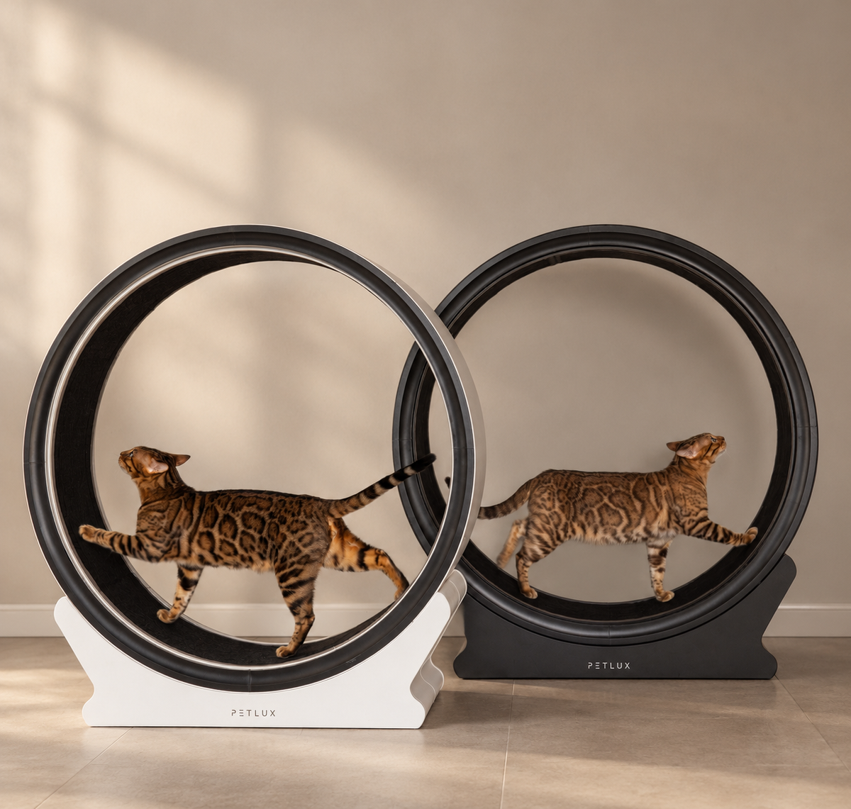 Kattenloopwiel gebruiken: zo laat je je kat rustig wennen